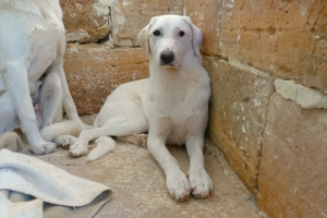 Junge Mischlingshündin Linda sucht Zuhause Bild 9