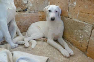 Junge Mischlingshündin Linda sucht Zuhause Bild 8