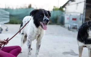 Die wunderschöne Kelly sucht tierliebe Menschen! Bild 6