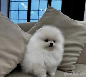 Pomeranian mit Papieren