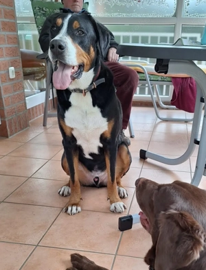 Großer Schweizer Sennenhund 