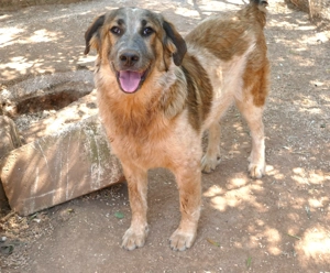 Junger Mischlingsrüde Mack sucht Zuhause