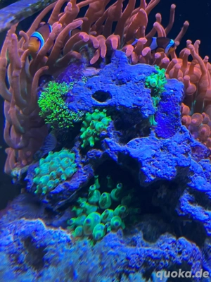 Entacmaea Quadricolor Grüne Blasenanemone Korallen Ableger