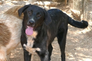 Junge Mischlingshündin Merle sucht Zuhause