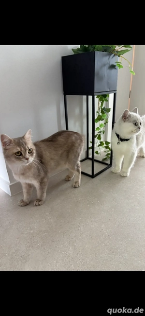 Bkh Paar reinrassig und Bildhübsch !!