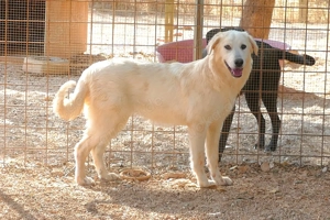 Mischlingshündin Minka sucht Zuhause