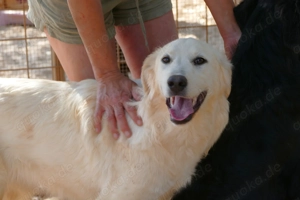 Mischlingshündin Minka sucht Zuhause Bild 6