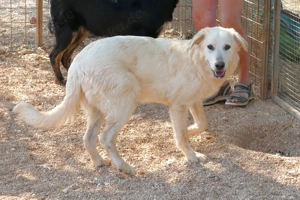 Mischlingshündin Minka sucht Zuhause Bild 5