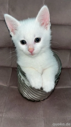 Kitten Türkisch Angora