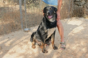 Junger Mischlingsrüde Macho sucht Zuhause