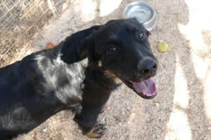 Mischlingsrüde Macho sucht sein Zuhause Bild 8