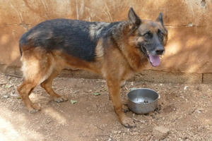 Schäferhund Fata sucht ihr Zuhause