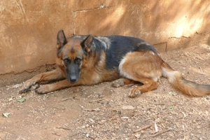 Deutsche Schäferhündin Fata sucht Ihr Zuhause