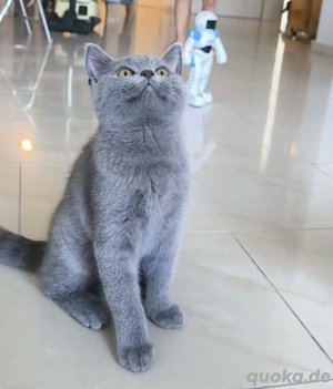 BKH Katerchen in blau zu verkaufen 
