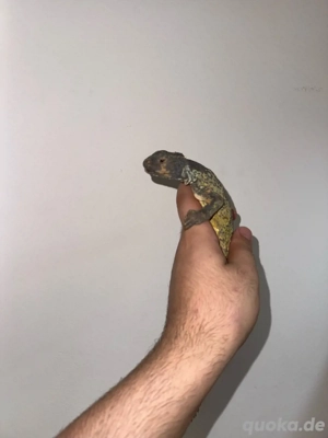 Uromastyx-Weibchen abzugeben