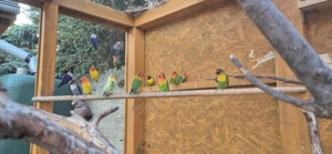 Argaporniten, verschiedene Farbschläge 