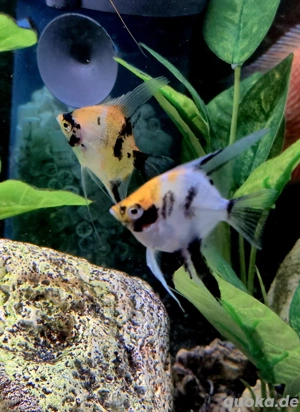 Red Devil   Koi Skalare Pterophyllum scalare  Bild 2