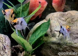 Red Devil   Koi Skalare Pterophyllum scalare  Bild 3