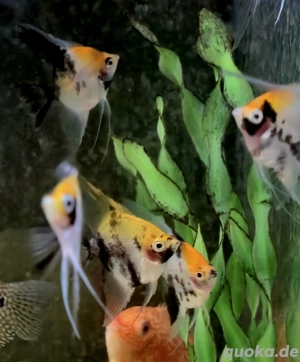 Red Devil   Koi Skalare Pterophyllum scalare  Bild 4