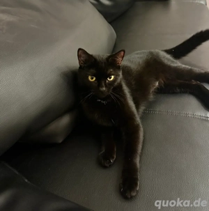 Katze in liebevolle Hände abzugeben