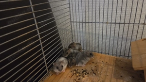 Dsungarische Zwerghamster