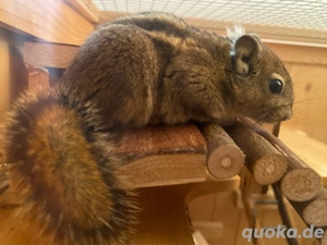 Junge Baumstreifenhörnchen