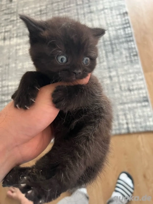 kätzchen BKH reinrasig