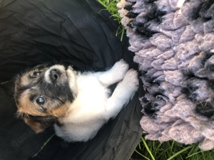 Jack Russell Welpen mit Papieren 