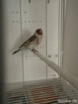 Vogel Stieglitz zu verkaufen