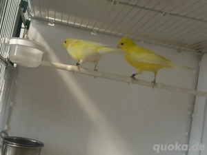 Kanarienvogel zu verkaufen