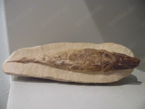 Fossilien Fisch Versteinerung