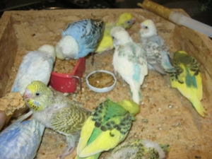 Zahme Wellensittiche verschiedene Farben Bild 3