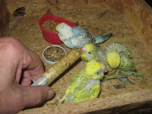 Zahme Wellensittiche verschiedene Farben Bild 8