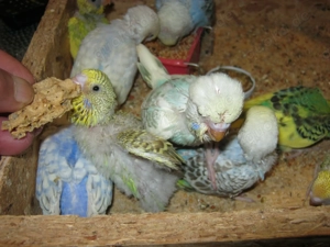 Zahme Wellensittiche verschiedene Farben Bild 5
