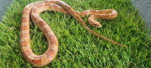 Kornnatter (Wildfarben) Nachzucht 05 2023, gesund & futterfest