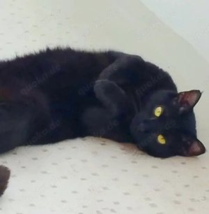 Kater Congo, 6 Jahre in Unterhaching sucht neues Zuhause!