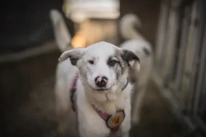 Wer schenkt Tapio ein Zuhause? Bild 6