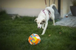 Wer schenkt Tapio ein Zuhause? Bild 7