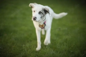 Wer schenkt Tapio ein Zuhause?