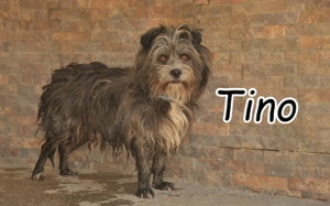  Haben Sie ein Herz für klein Terrier Tino?