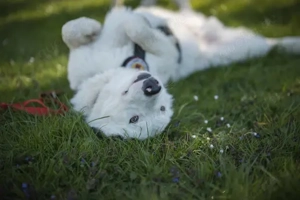Frohnatur Atlas wartet auf dich! Bild 4