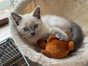 BKH Kitten weiblich 