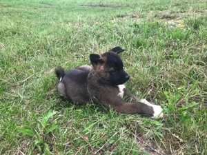 Sehr schöne und gesunde American-Akita-Welpen