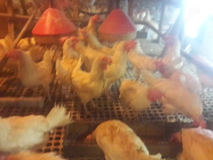 LSL Legehennen weiß