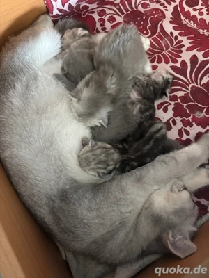 viele kleine kazten zu verkaufen 