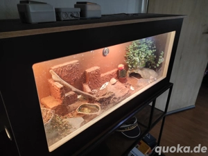 Bartagame mit Terrarium 