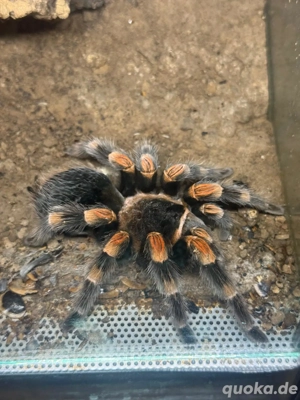 Verschiedene Vogelspinnen  Bild 7