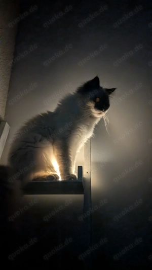 Deckkater Joey - Der Gentleman unter den Katern sucht Katzendamen mit Stil! Bild 3