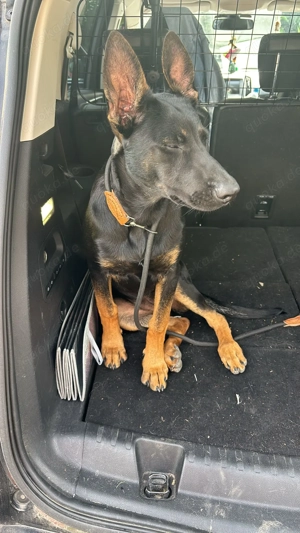 Hübsches malinois schaeferhund mädchen Bild 2