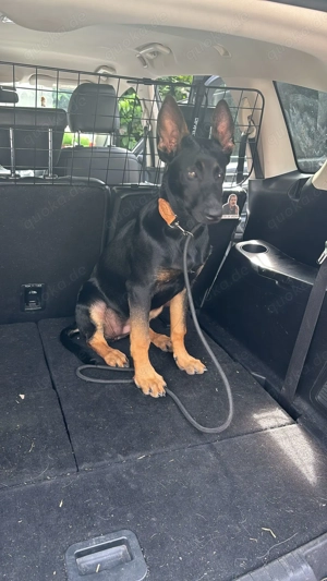 Hübsches malinois schaeferhund mädchen Bild 3